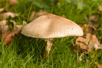 Macrolepiota Procera Parasol Mushroom