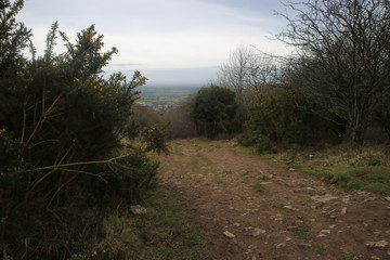 road in the forest