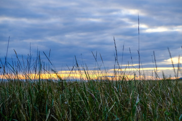 Grass in the dunes by the sea