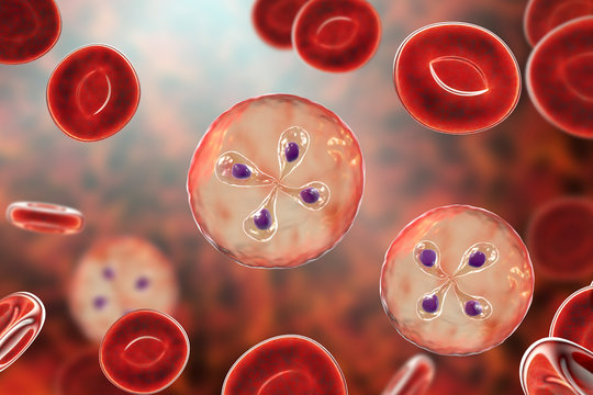 Babesia parasites inside red blood cell, the causative agent of babesiosis. 3D illustration showing classic tetrad-forms of Babesia merozoites so-called Maltese cross formation