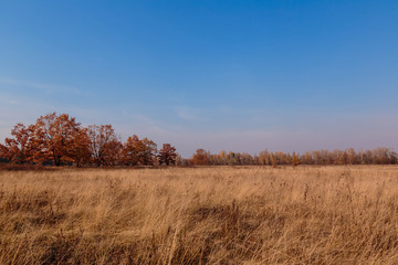 Autumn landscape. Golden field against the blue sky. Kiev, Ukraine.