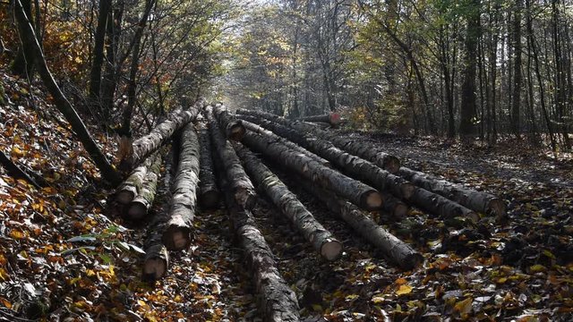 automne climat automnal saison bois foret