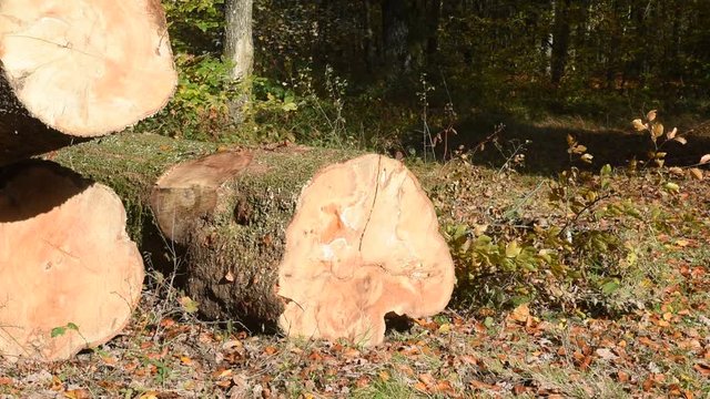 automne climat automnal saison bois foret