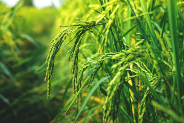 Rice in the field waiting for harvest Chiang Mai Thailand for the designs decoration and background