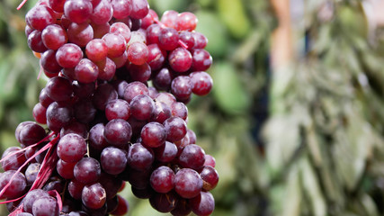 this is fruits photo