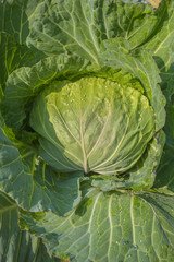 cabbage