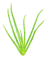 green fresh aloe vera isolated on white background with clipping path. nature health care herb that can be used for cure damage skin. 