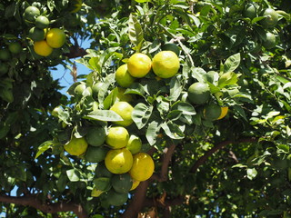 Zitronenbaum