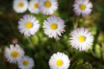 beautiful daisies, top view bellis perennis flower head flowering plants with light white pink petals and yellow center in garden on dark green background.