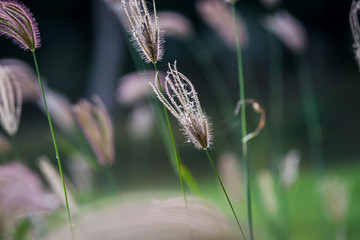 The Select focus of grass flower with blur background