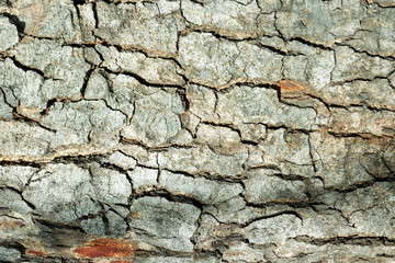 Nature Wood Texture for Background.