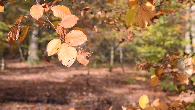 automne climat automnal saison bois foret