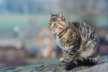 Gray cat sitting on a rustic fence