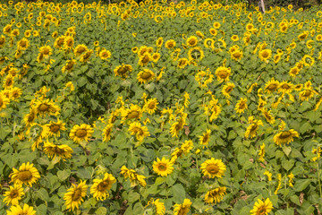 sunflower field