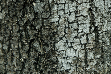 Nature Wood Texture for Background.