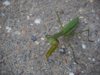 カマキリ