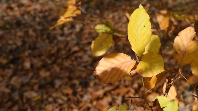 automne climat automnal saison bois foret