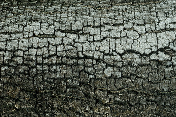 Nature Wood Texture for Background.