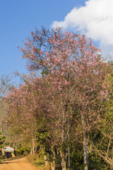 pink blossom of sukura flowers in Thailand