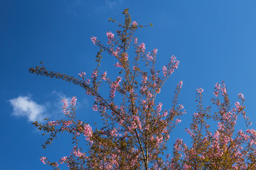 pink blossom of sukura flowers in Thailand