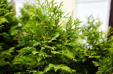 Fototapeta premium Fir tree branch close up. Christmas wallpaper concept. Copy space