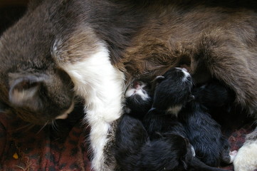 Buggsy Blue and Her Little Blue Babies 