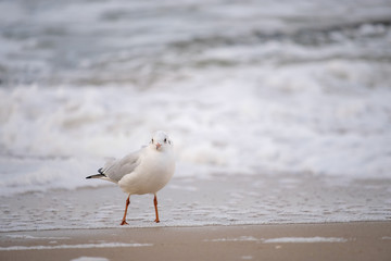 seagull on beach