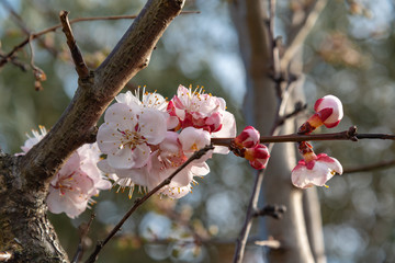 cherry blossom in spring