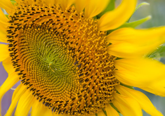 Sun Flower