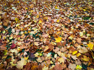 Herbstlaub am Boden