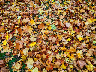 Herbstlaub am Boden