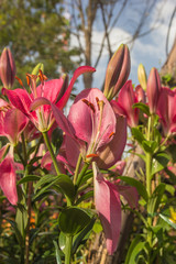 Obraz premium Lily