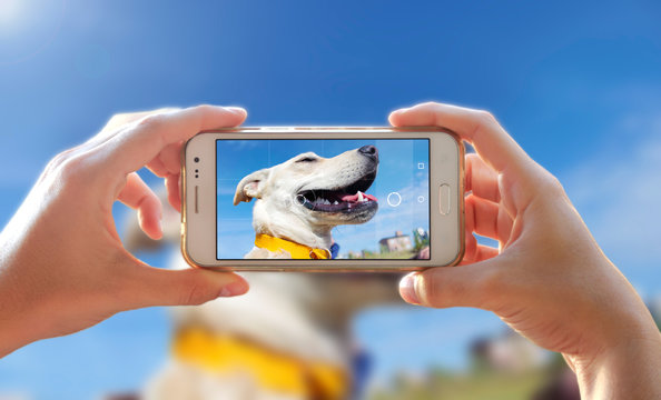 Photographing a dog. Woman taking a photo with the camera of a smartphone. A person photographing her pet with a cell phone.
