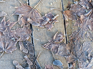 picture with frosted leaves of different trees on wooden footbridge, suitable for background