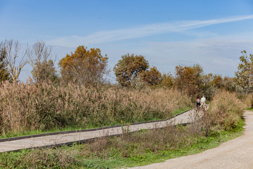 Fototapeta premium Voyage en petite Camargue