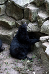 ein schwarzer bär an einem felsen lehnend fotografiert an einem sonnigen tag