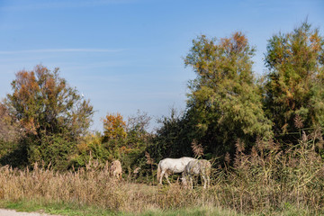 Voyage en petite Camargue