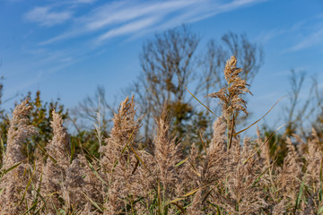 Fototapeta premium Voyage en petite Camargue