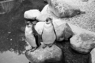schwarz weiß seiten- und frontansicht von zwei pinguinen auf einem stein im see stehend fotografiert an einem sonnigen Tag