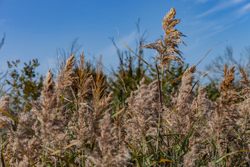 Voyage en petite Camargue