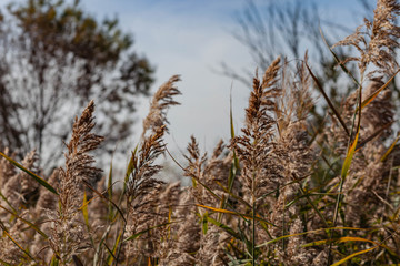 Voyage en petite Camargue