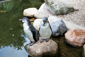 seiten- und frontansicht von zwei pinguinen auf einem stein im see stehend fotografiert an einem sonnigen Tag