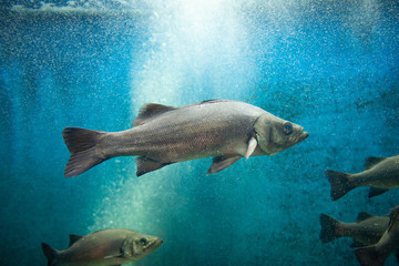 Obraz premium ヒラスズキ