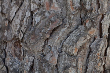 Textura corteza de tronco de árbol