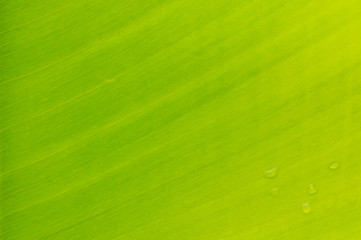 Close up textured of green banana leaf for background