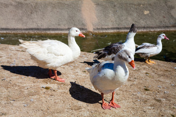 Patos blancos