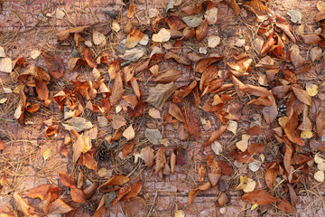 Texture background, very beautiful close up dry autumn fallen leaves on a wooden background. bright background of fallen autumn leaves