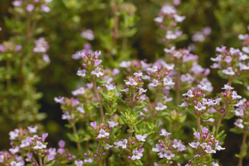 Thymes aromatic plant with flowers