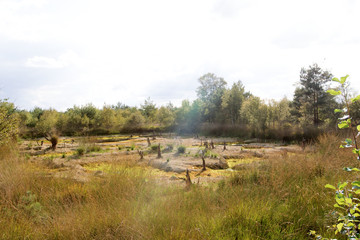 blick auf das moor im naturreservat hahnenmoor herzlake deutschland