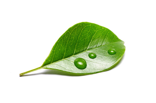 green leaf with water drops isolated on white background
